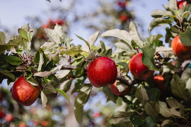 manzanas envy